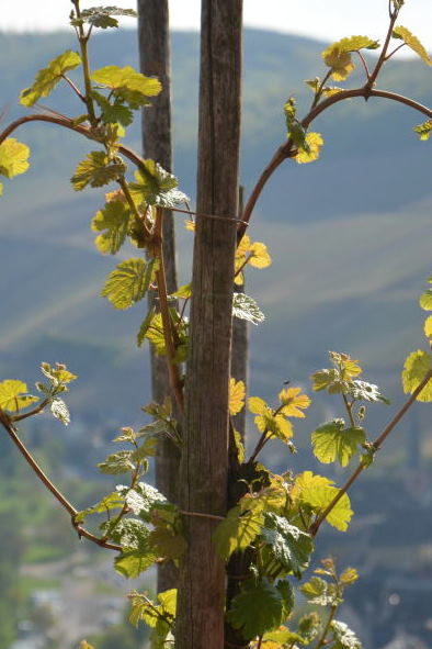 Bild
        Philosophie des Weinbaus Weingut H.L. Berres